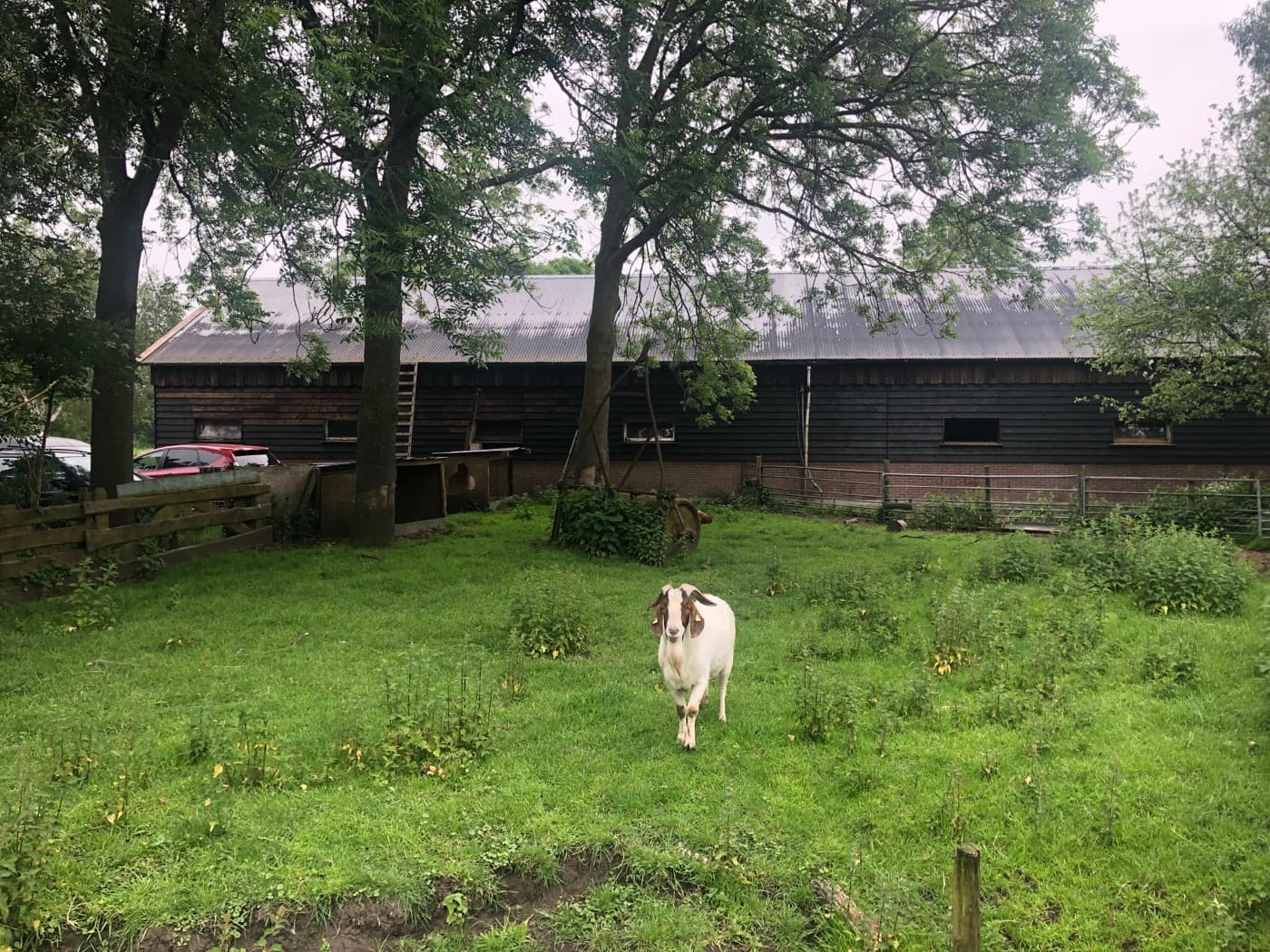 Mixed Orchard — Hazelland photo 2