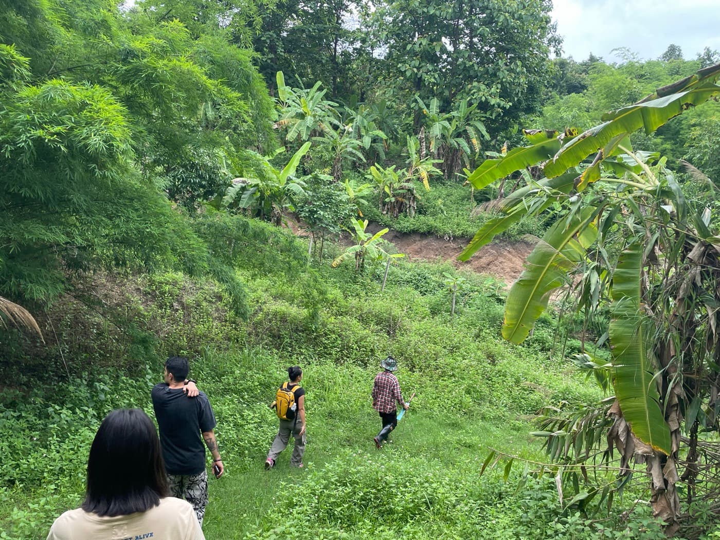 Cacao Agroforestry — Chiang Mai photo 7