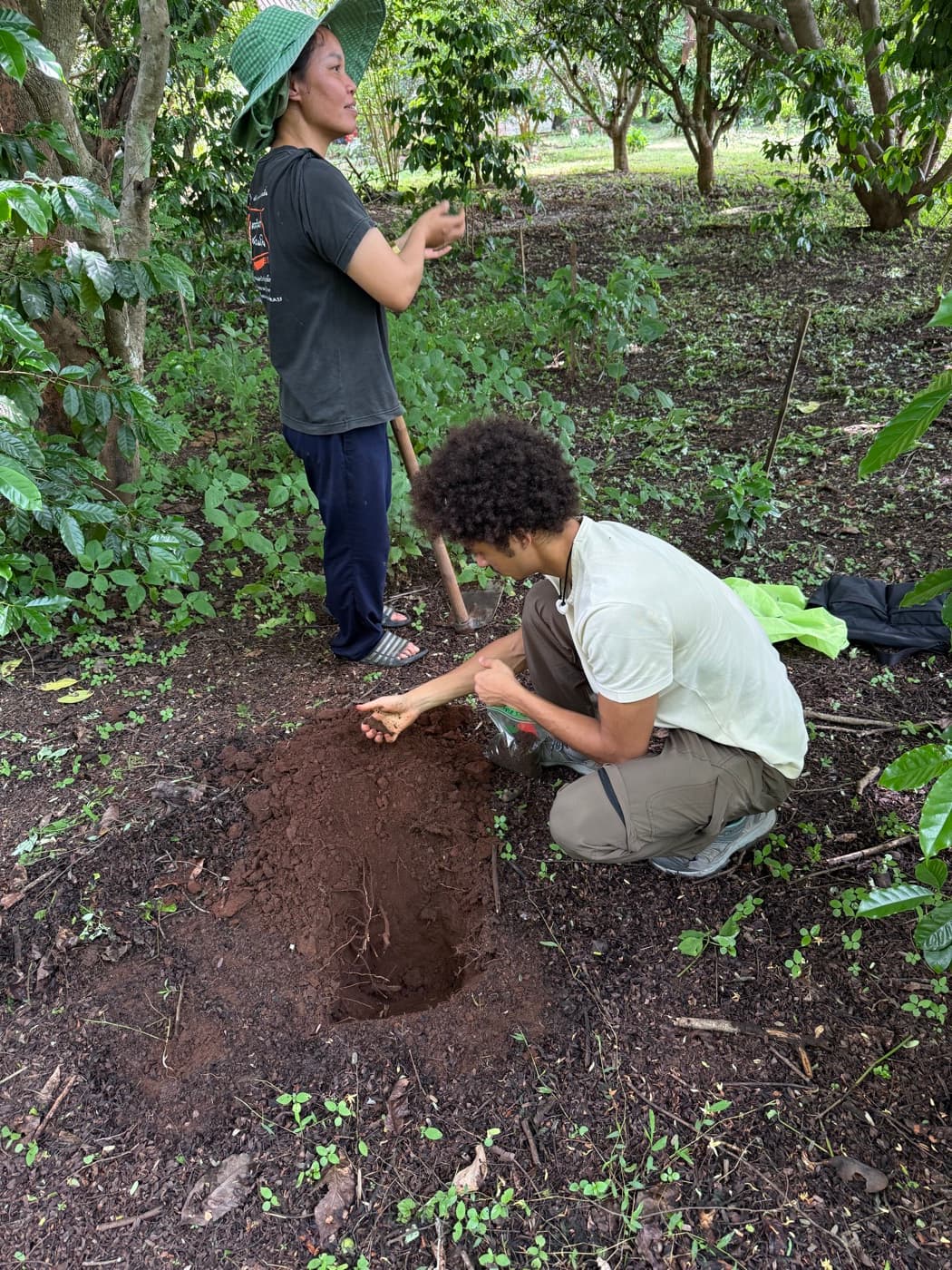 Cacao Agroforestry — Chiang Mai photo 4