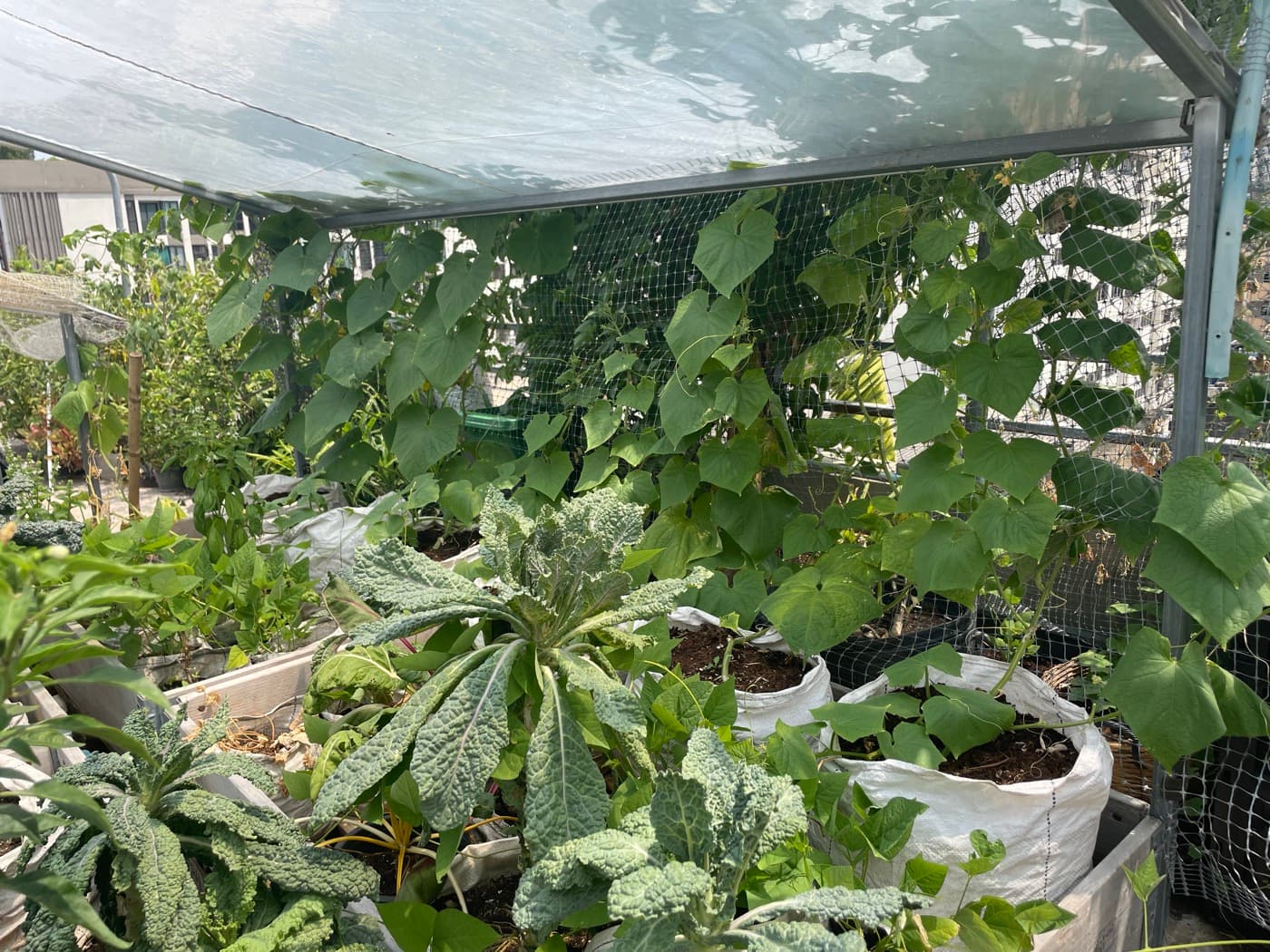 Urban rooftop farm