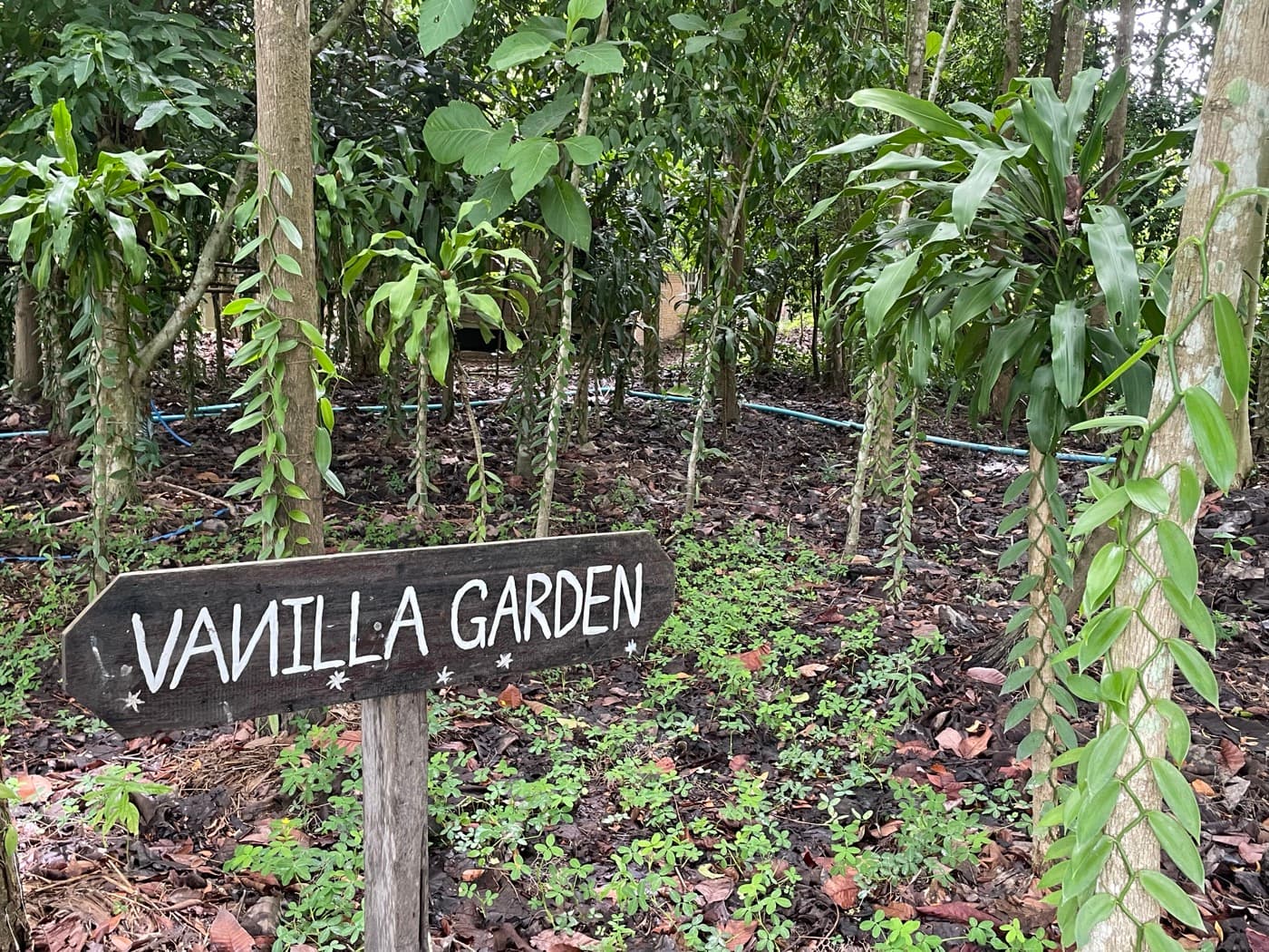Cacao Agroforestry — Chiang Mai photo 3